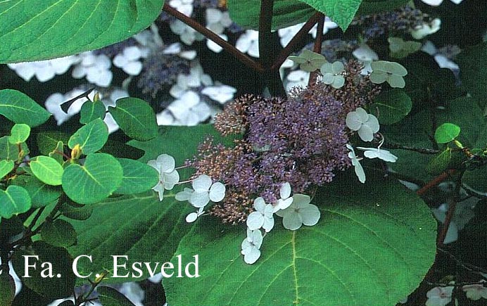 Hydrangea aspera robusta
