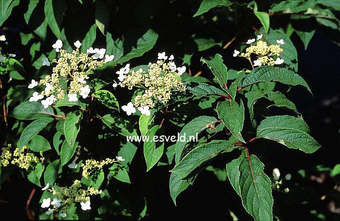 Hydrangea heteromalla 'Kalmthout'