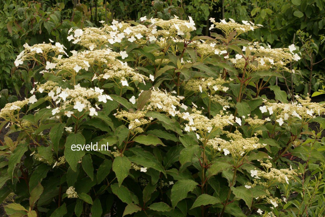 Hydrangea heteromalla f. xanthoneura