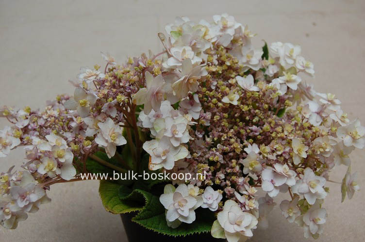Hydrangea involucrata 'Tokado-yama'