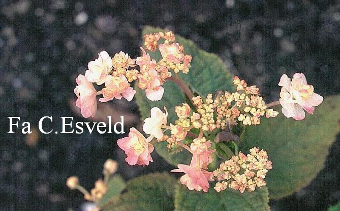 Hydrangea involucrata 'Yokudanka'