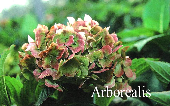 Hydrangea macrophylla 'Admiration'