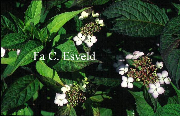 Hydrangea macrophylla 'Akabe yama'