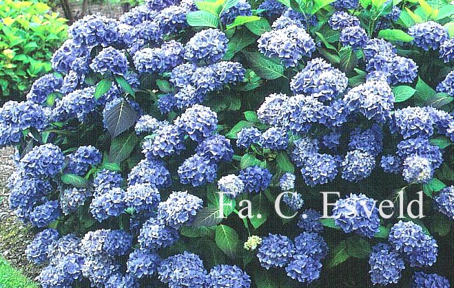 Hydrangea macrophylla 'All Summer Beauty'