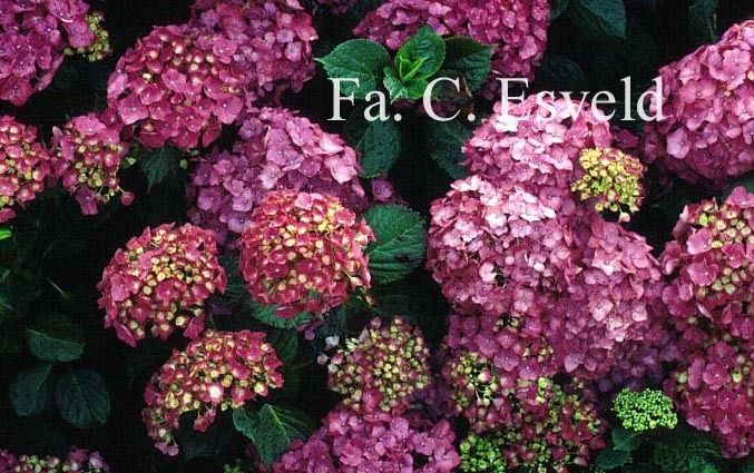 Hydrangea macrophylla 'Ami Pasquier'