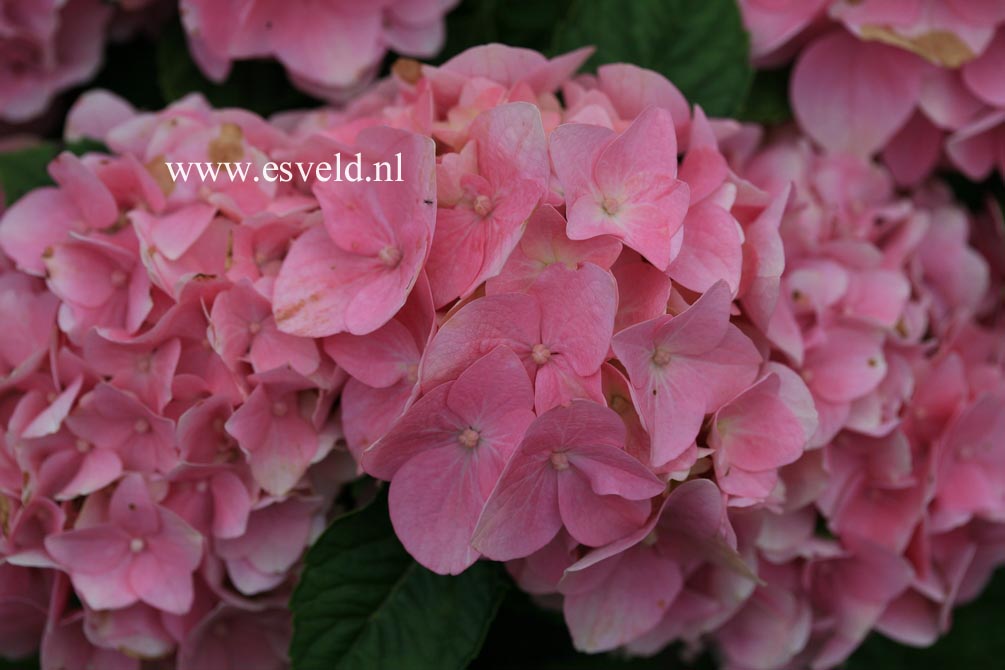 Hydrangea macrophylla 'Ankong' (MAGICAL CRYSTAL)