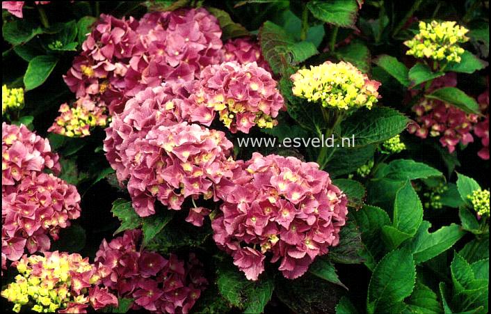 Hydrangea macrophylla 'Armand Draps'
