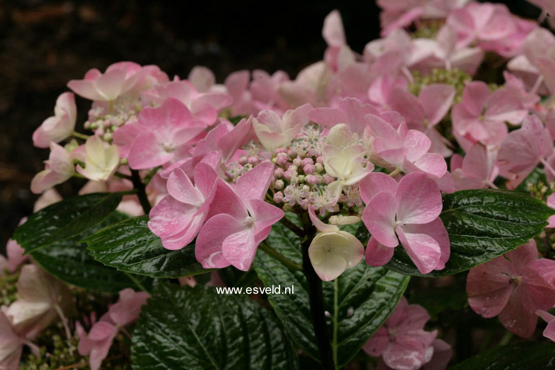 Hydrangea macrophylla 'Beijing'