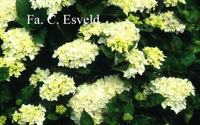 Hydrangea macrophylla 'Bichon'