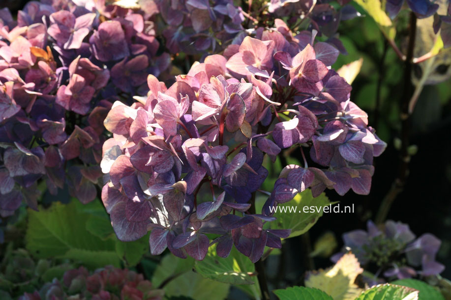 Hydrangea macrophylla 'Blue Ball' (BLACK STEEL)