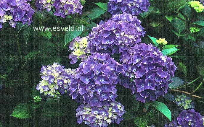 Hydrangea macrophylla 'Brilliant'