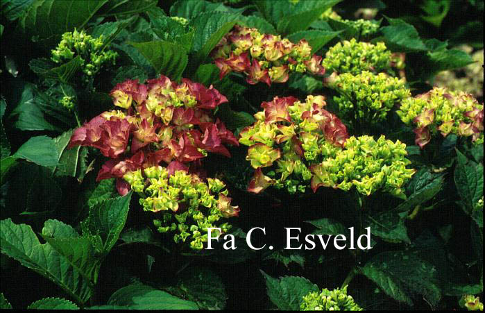 Hydrangea macrophylla 'Chaperon Rouge'