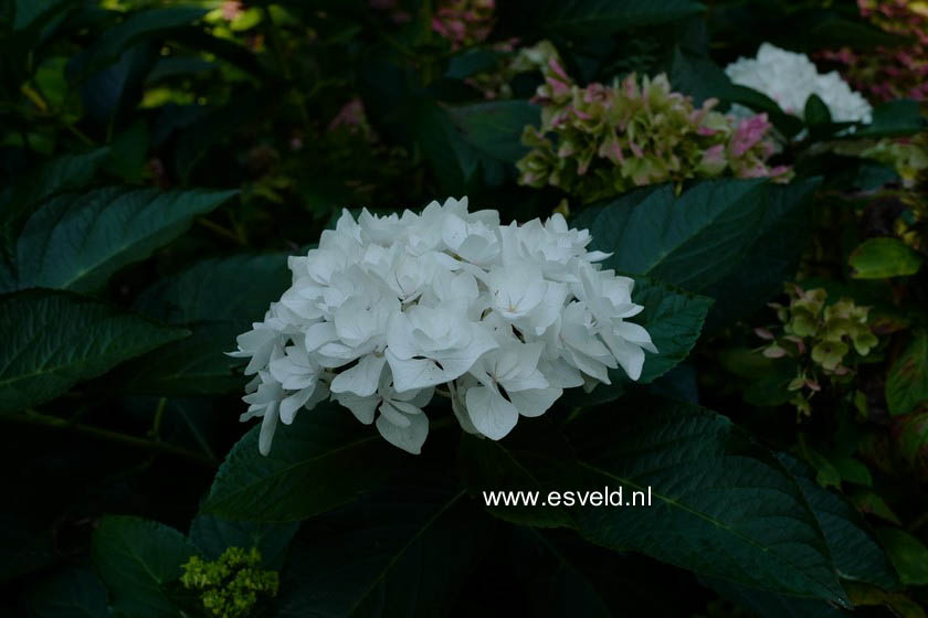 Hydrangea macrophylla 'Coco' (BEAUTENSIA)