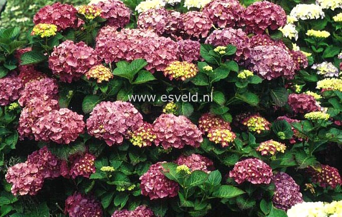 Hydrangea macrophylla 'Constellation'