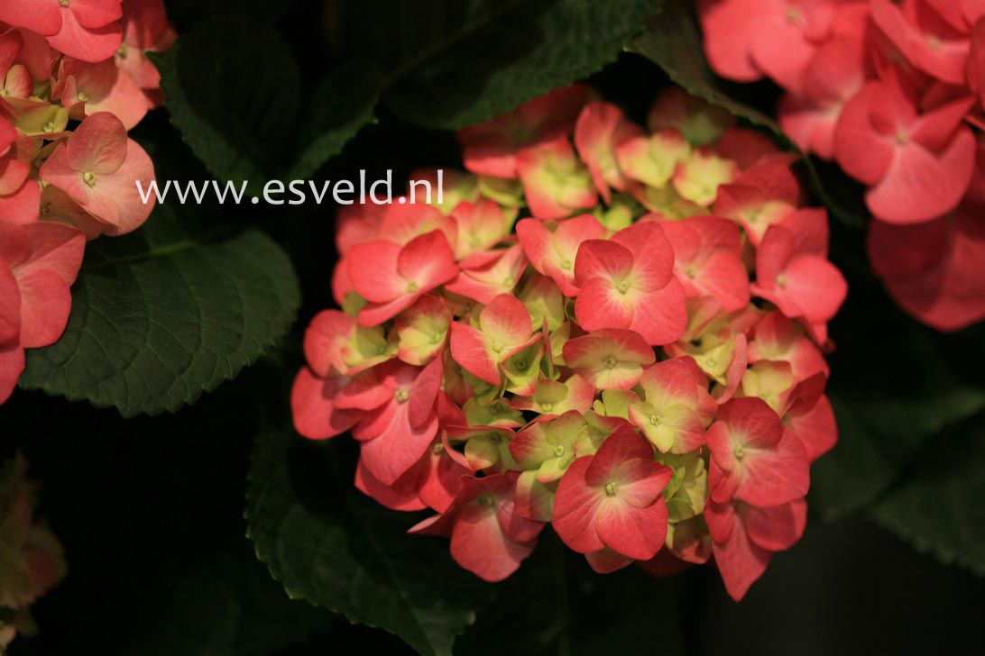 Hydrangea macrophylla 'Duro'