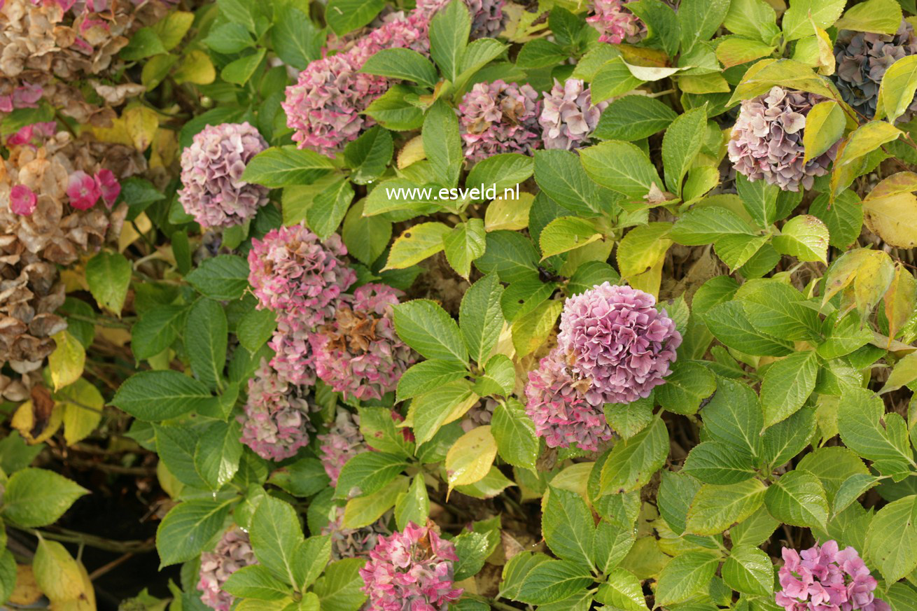 Hydrangea macrophylla 'Early Blue'