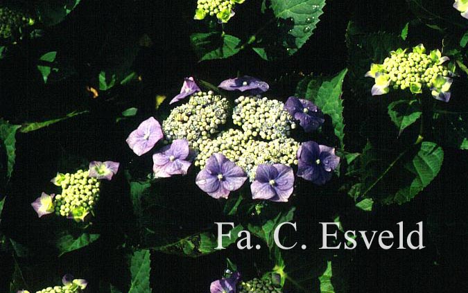 Hydrangea macrophylla 'Eisvogel'