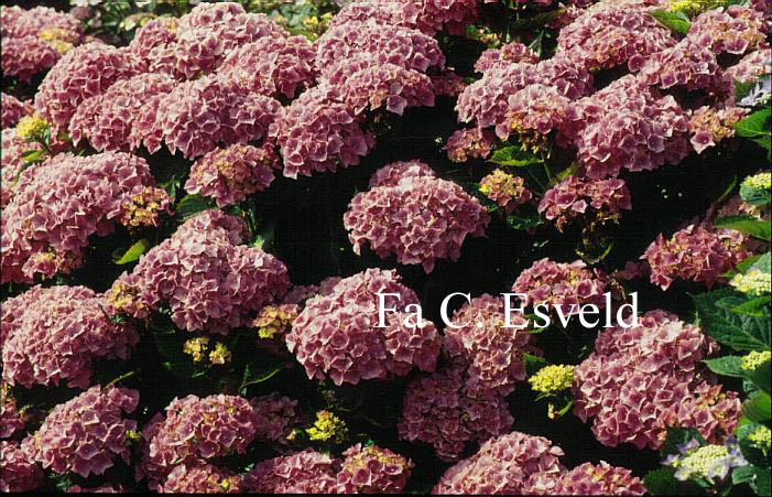 Hydrangea macrophylla 'Eldorado'