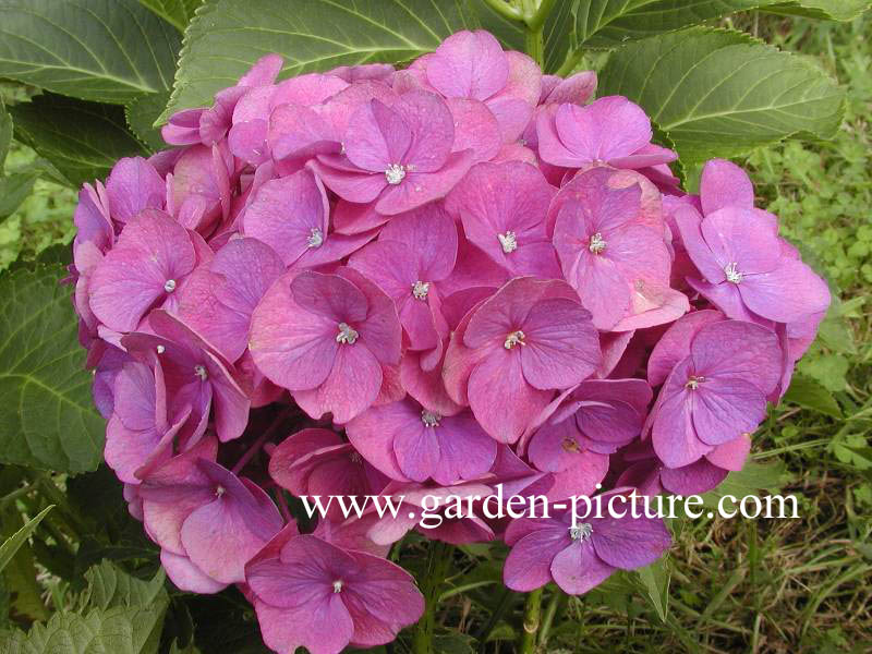Hydrangea macrophylla 'Eugen Hahn'