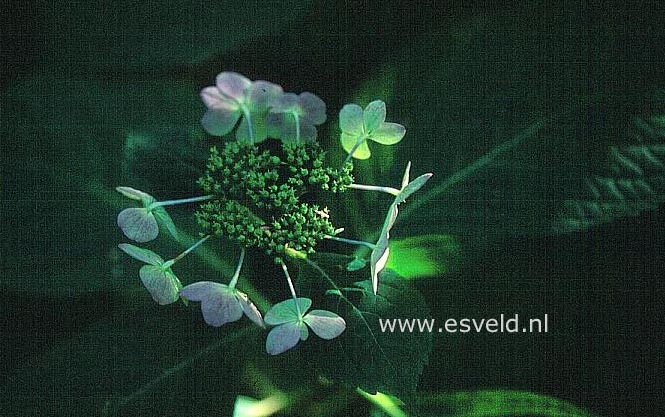 Hydrangea macrophylla 'Ezo joshino'