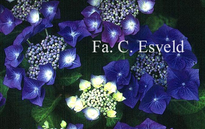 Hydrangea macrophylla 'Fasan' (TWILIGHT)