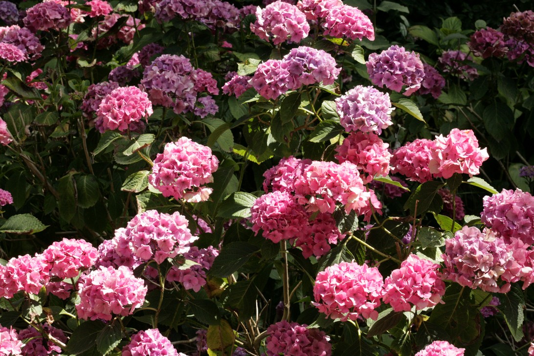 Hydrangea macrophylla 'Fiancailles'
