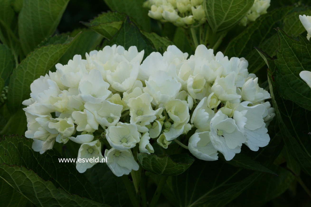 Hydrangea macrophylla 'First White'