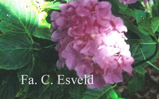 Hydrangea macrophylla 'Floralia'