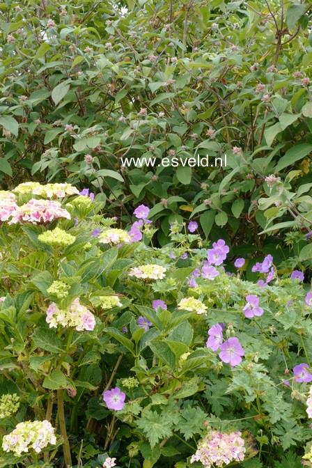 Hydrangea macrophylla 'Frau Mariko'