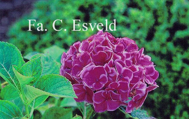 Hydrangea macrophylla 'Frau Yoshimi' (LADY YOSHIMI)