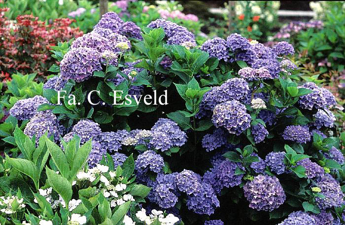 Hydrangea macrophylla 'Gartendirektor Kuehnert'