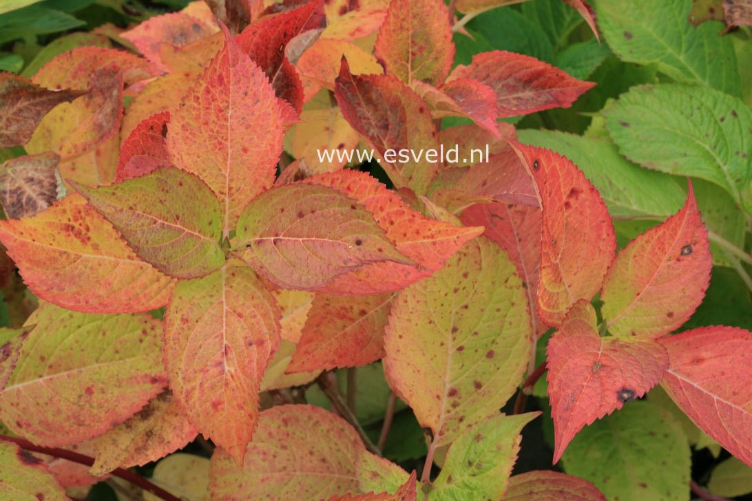 Hydrangea macrophylla 'Generale Vicomtesse de Vibraye'