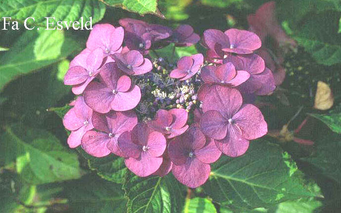 Hydrangea macrophylla 'Gimpel'