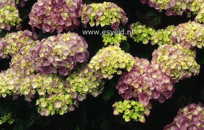 Hydrangea macrophylla 'Grand Chef'