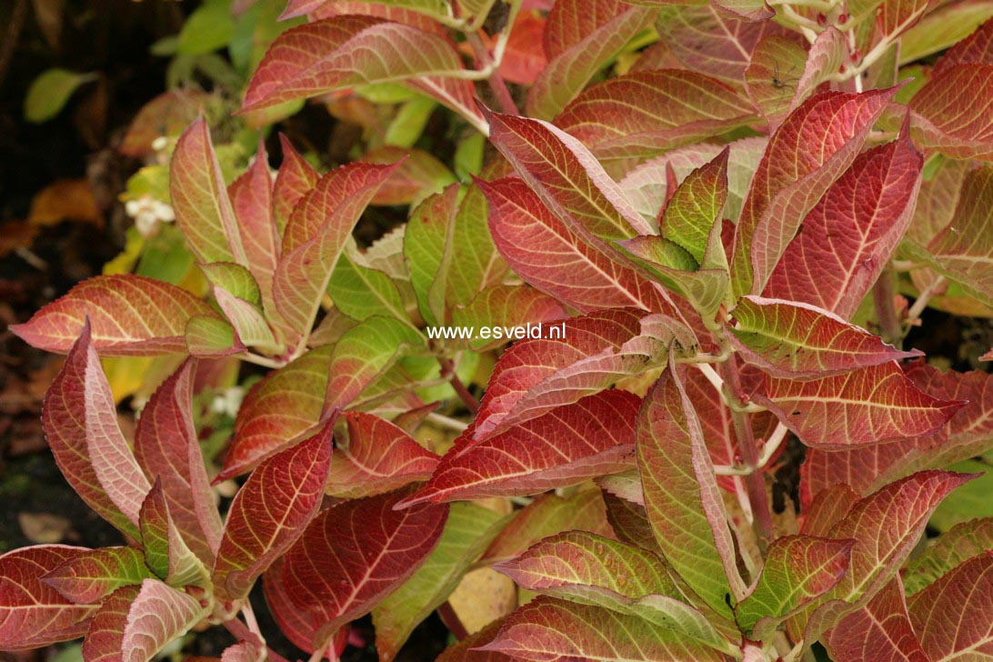 Hydrangea macrophylla 'HBACHAR' (CHARME)