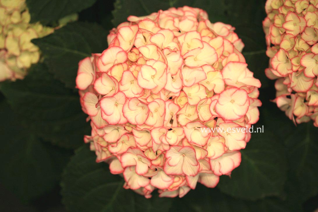 Hydrangea macrophylla 'HBACHI' (CHIQUE)