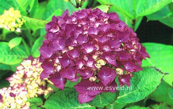 Hydrangea macrophylla 'Harry's Red'