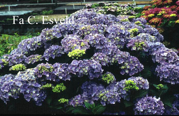Hydrangea macrophylla 'Heinrichsburg'