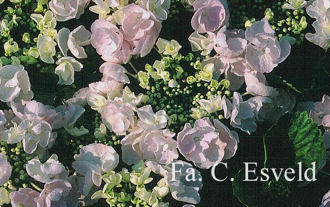 Hydrangea macrophylla 'Hobella' (HOVARIA)