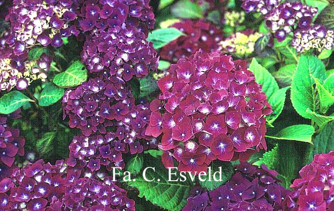 Hydrangea macrophylla 'Holehird Purple'