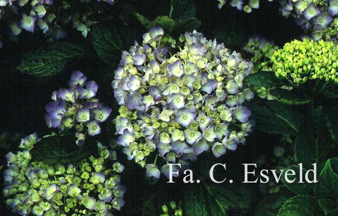 Hydrangea macrophylla 'Horben'