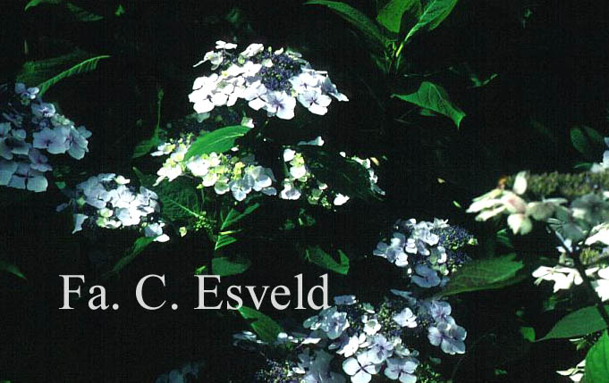 Hydrangea macrophylla 'Hortulanus H. Witte'