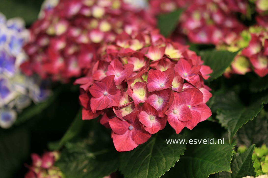 Hydrangea macrophylla 'Hot Red'