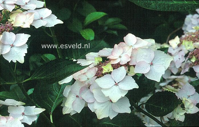 Hydrangea macrophylla 'Hugh'