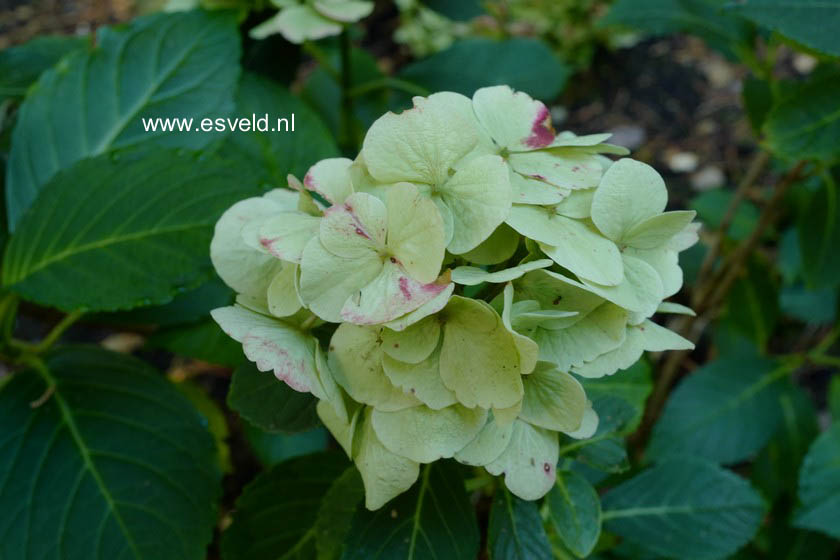 Hydrangea macrophylla 'Hulk' (MAGICAL EMERALD)