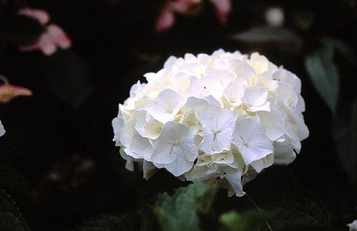 Hydrangea macrophylla 'Immaculata'