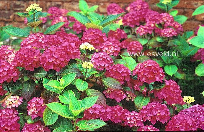 Hydrangea macrophylla 'Intermezzo'