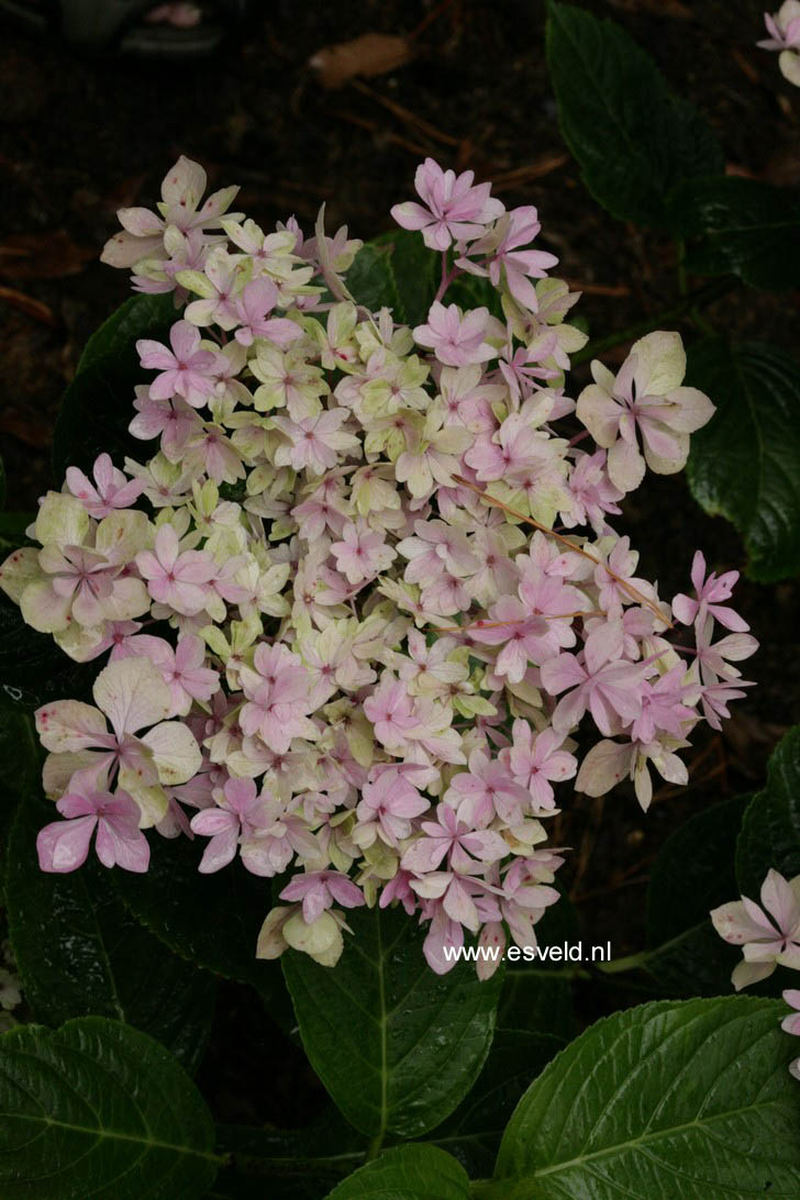 Hydrangea macrophylla 'Jomari' (FIREWORKS JOMARI)
