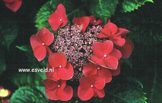 Hydrangea macrophylla 'Kardinal'