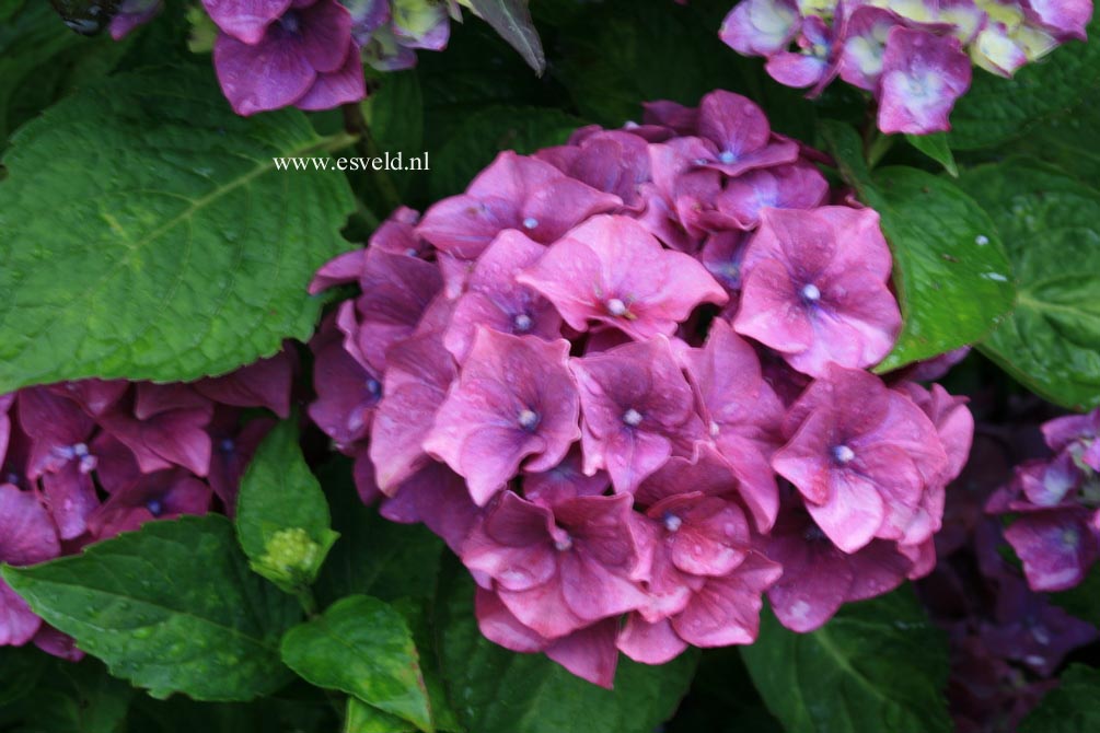 Hydrangea macrophylla 'Kluis Superba'
